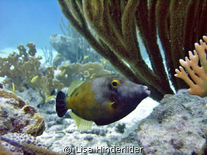 White Spotted File Fish in the shallows. by Lisa Hinderlider 